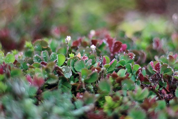 IMG_9160 веснянка