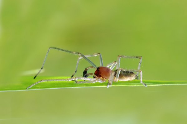 IMG_0853 Cheiracanthium punctorium. Говорят ядовитыйй