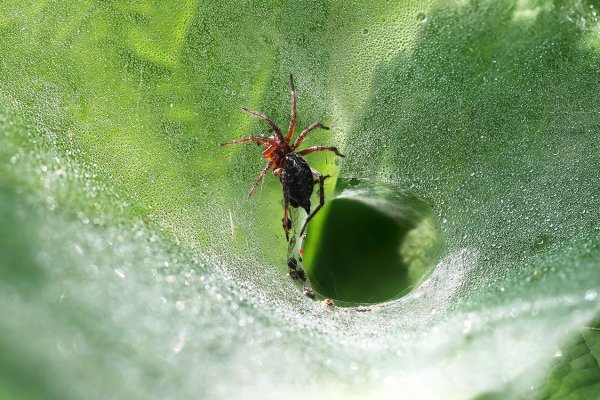 IMG_6790 Заходите гости дорогие!