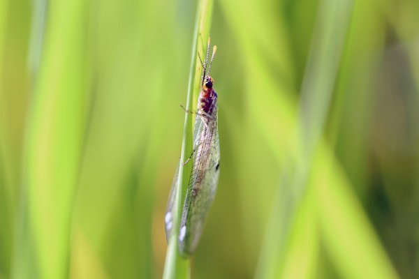 IMG_6889 Неизвестная (мне) зверушка