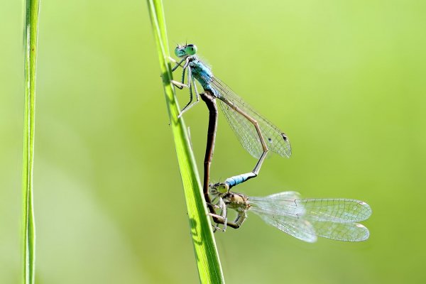 IMG_6952 Стрелки стараются увелиить популяцию