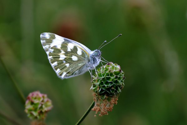 IMG_8681 Голубоглазая красотка
