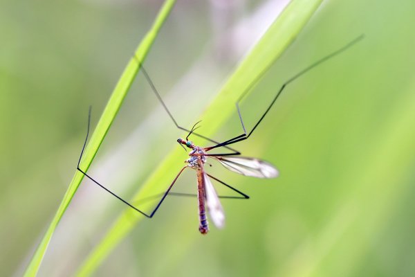 IMG_9108 Комар долгунец