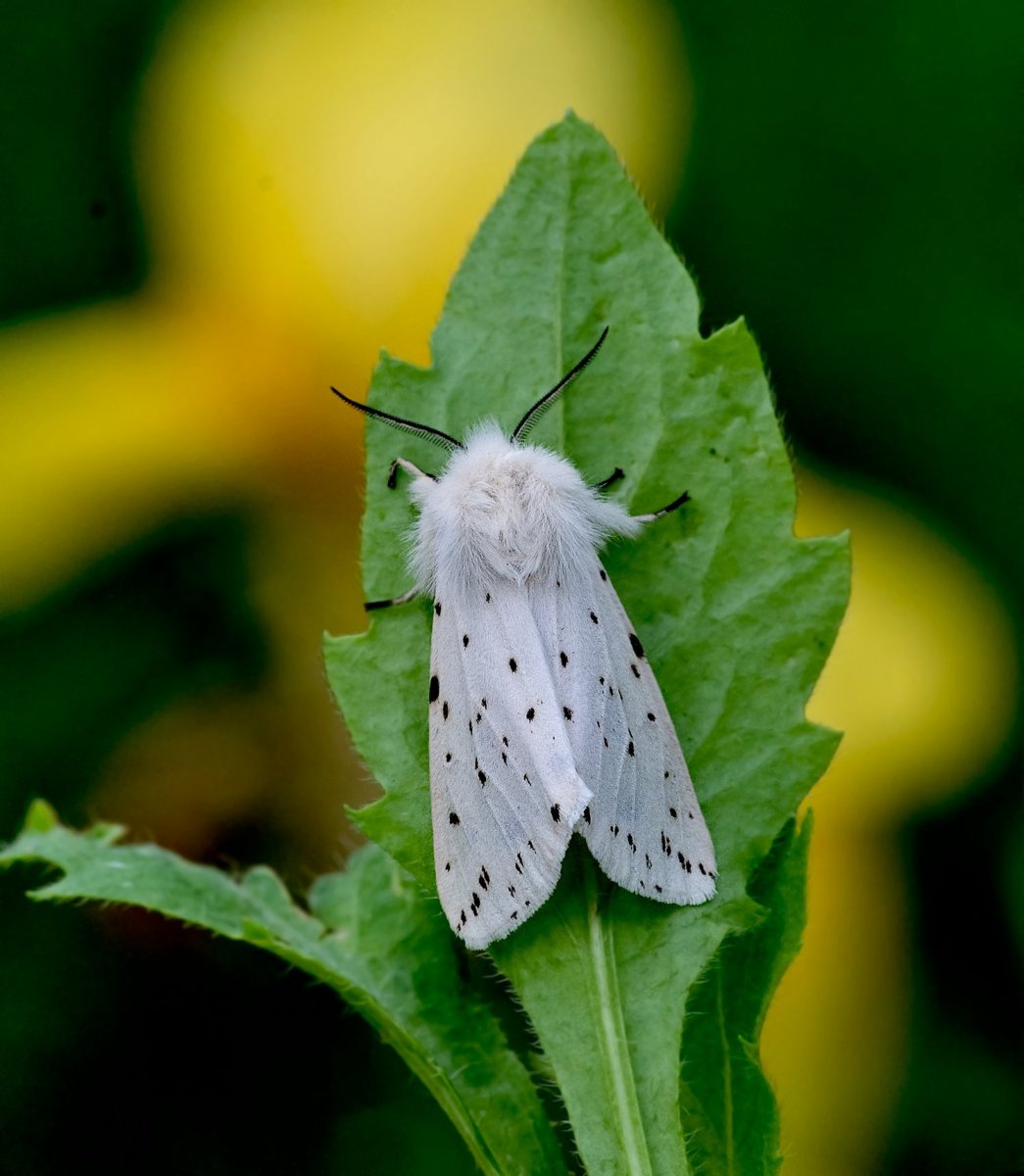 IMGP1213 чек в.jpg