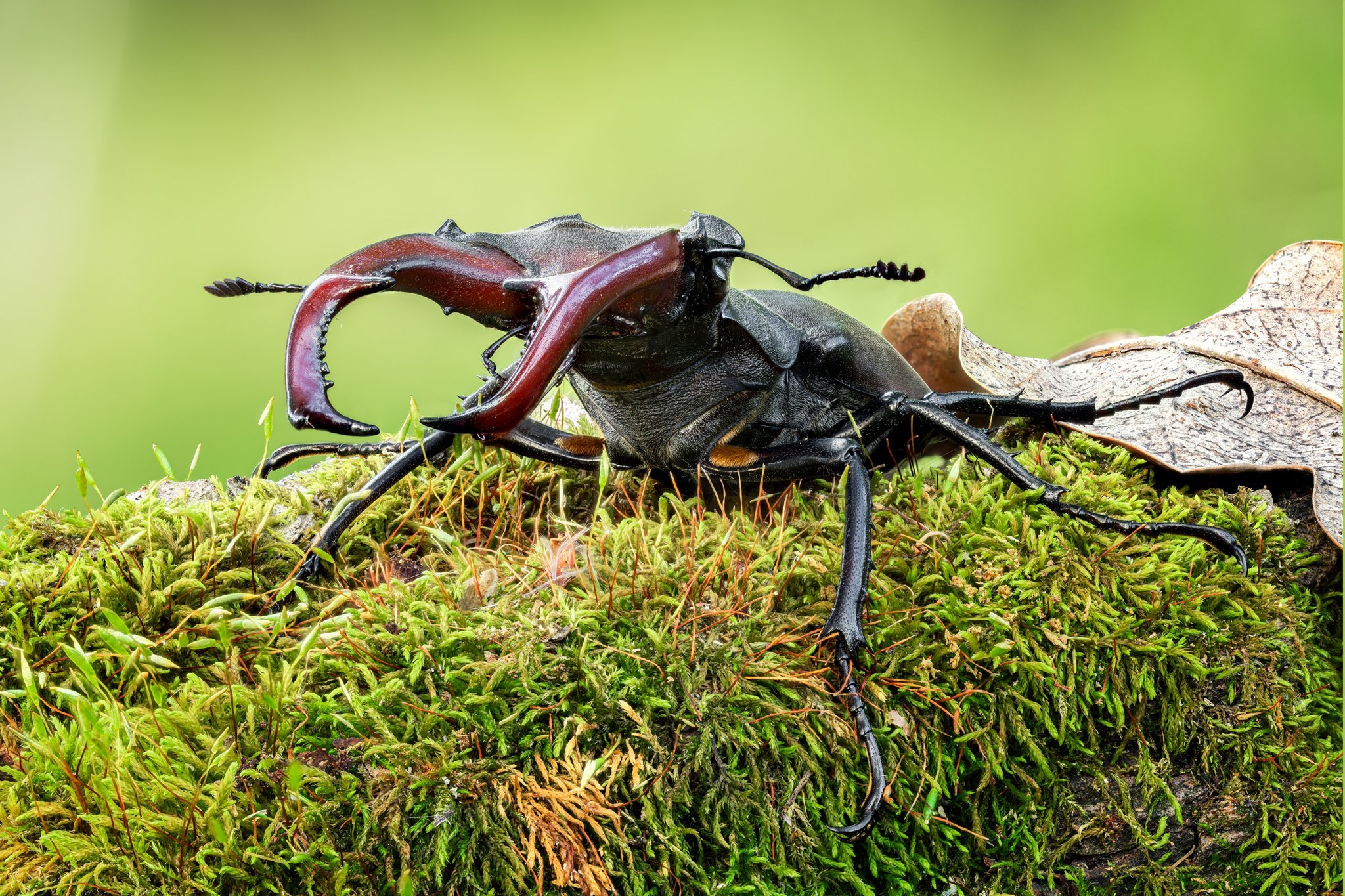 Жук Олень - Beetles - Macroclub.org