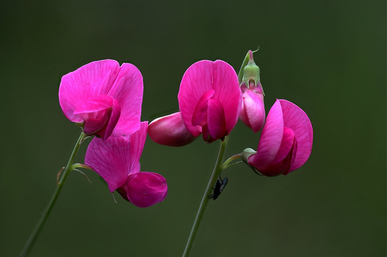 Img 8436 дикий степной горошек Angiosperms And Gymnosperms