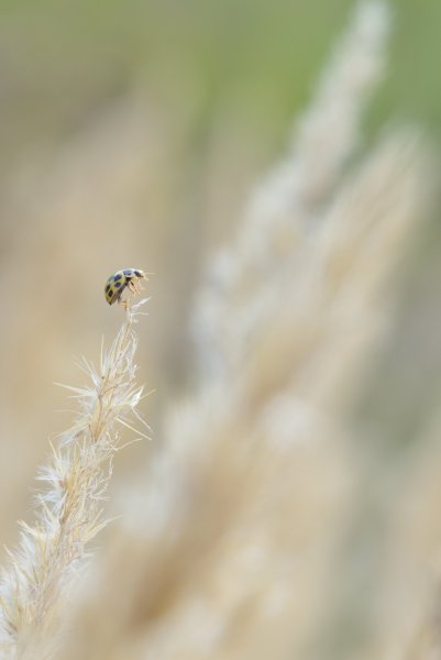 Asian Lady Beetles