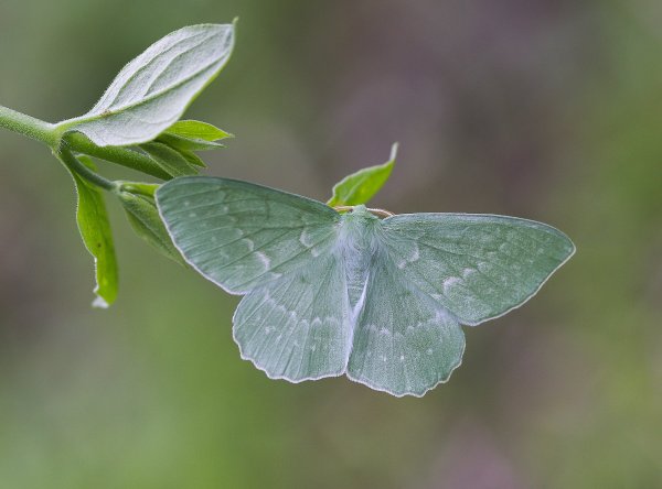 Пяденица парусниковая  Geometra papilionaria