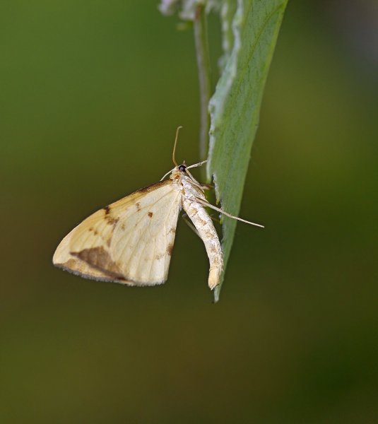 Пяденица полосатая ночная  (Eulithis mellinata)