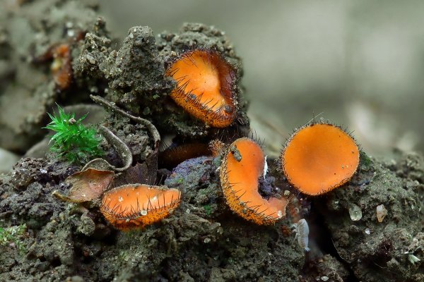 IMG_0400 Скутеллия блюдцевидная