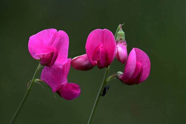 IMG_8436 Дикий степной горошек