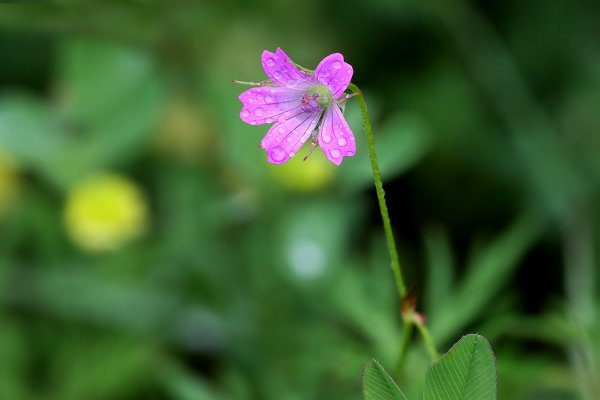 IMG_8561 Утренняя роса
