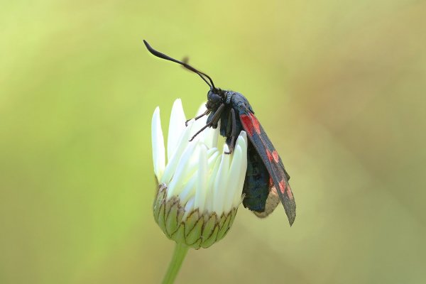 IMG_9880 Пестрянка