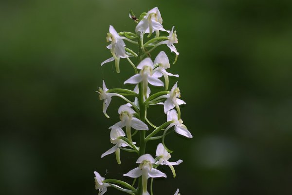 IMG_9958 Любка двулистная