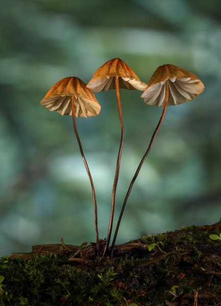 Негниючник-сухой-(Marasmius-siccus).