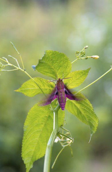 Deilephila elpenor (Бражник Средний Винный)
