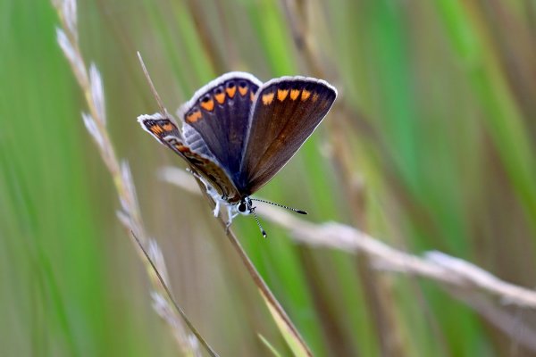IMG_0028 Голубянка бурая Aricia agestis