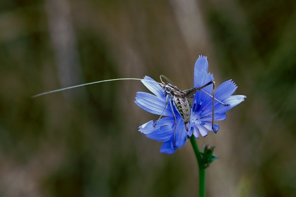 IMG_0062 Любитель цикория