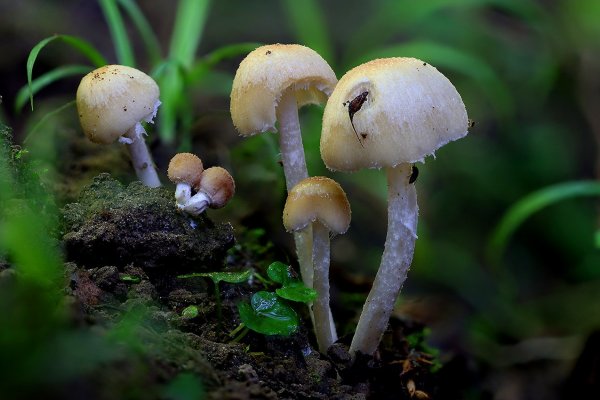 IMG_0696 Оазис в кромешной июльской жаре псатирелла кандолля