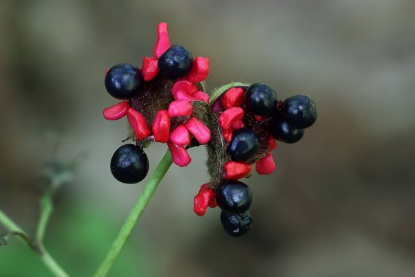 IMG_0886 Семена пиона обратнояйцевидного