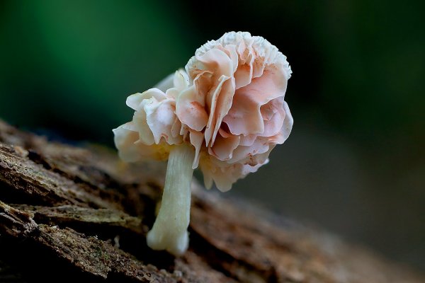 IMG_0910 Розовый кучерявый грибок