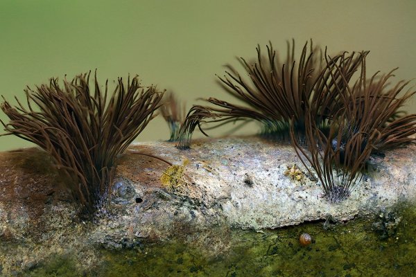 IMG_2442 Стемонитис бурый stemonitis fusca