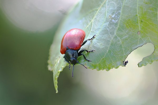IMG_3969 Листоед тополевый