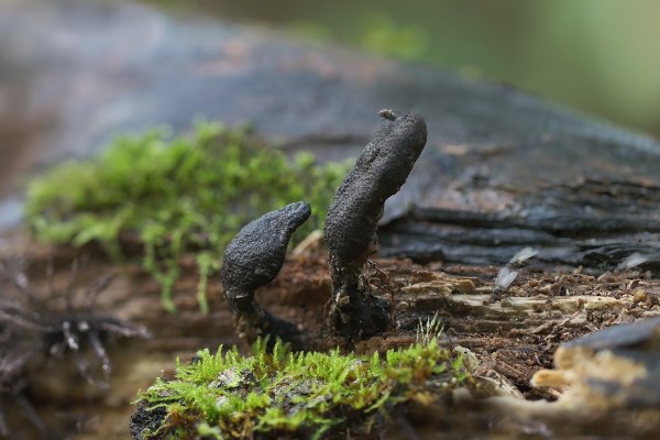 IMG_4070 Xylaria polymorpha Указующие персты