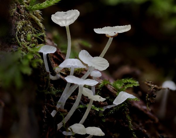 IMG_5363 Деликатула маленькая (Delicatula integrella)