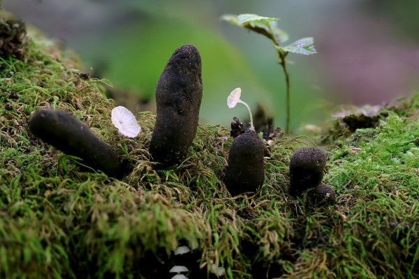 IMG_5464 Xylaria polymorpha - Пальцы мертвеца