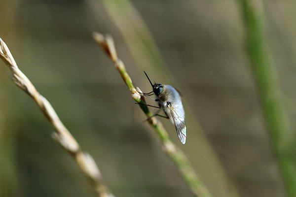 IMG_7342 Жужа!