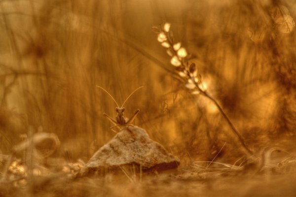 Natural sepia