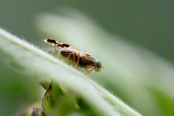 IMG_9856 Зеленоглазая красотка