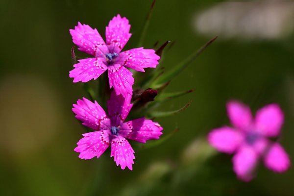 IMG_9915 Цветы гвоздики луговой dianthus carthusianorum
