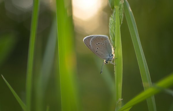 P.semiargus