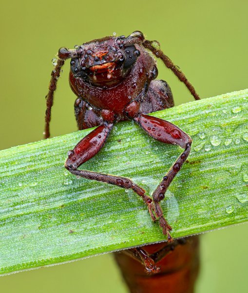Жук Uloma.
