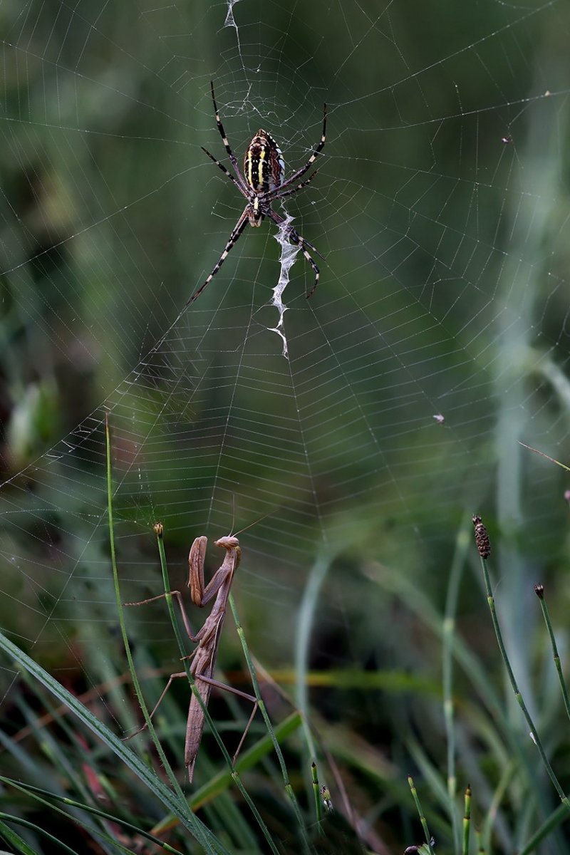 IMG_8666B,Radius8,Smoothing4 копия.jpg