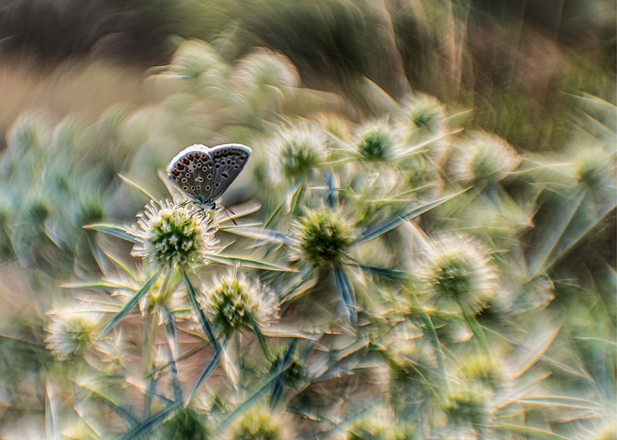 _DSC3718_0.jpg.8f5285fa22907b36ff0bc65f62bcd623.jpg