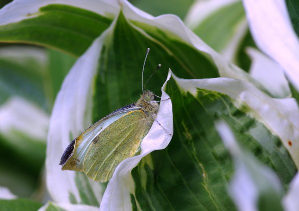 Капустница (Pieris brassicae)