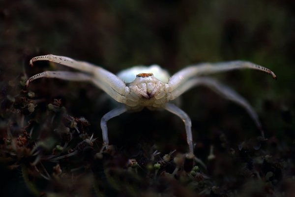 IMG_0166 Вдруг откуде не возьмись ... появилось страшное белое приведение !