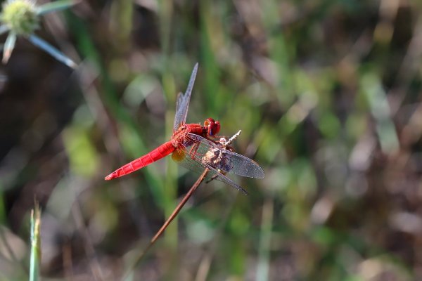 IMG_0466 метальщица красная crocothemis erythraea