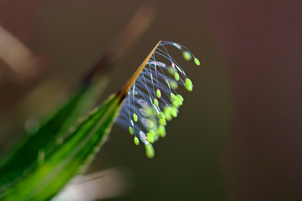 IMG_0685 Золотоглазкино потомство