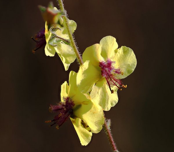 IMG_1141 verbascum blattaria коровяк обыкновенный