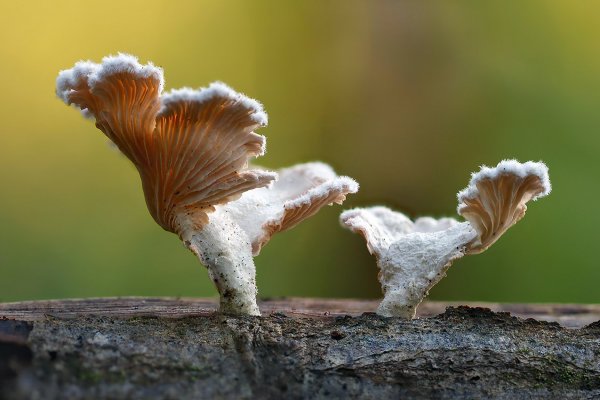 IMG_1701 Доложданная встреча, сейчас начнутся обнимашки