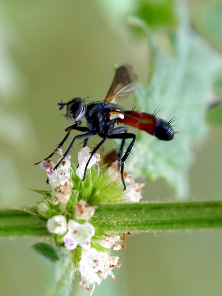 IMG_2940 ежемуха Cylindromyia auriceps