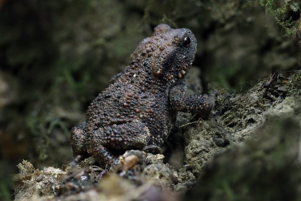 IMG_4443 Кавказская жаба - Bufo verrucosissimus (Pallas, 1814).