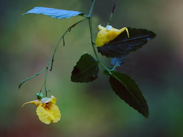 IMG_4575 недотрога обыкновенная (impatiens noli-tangere)