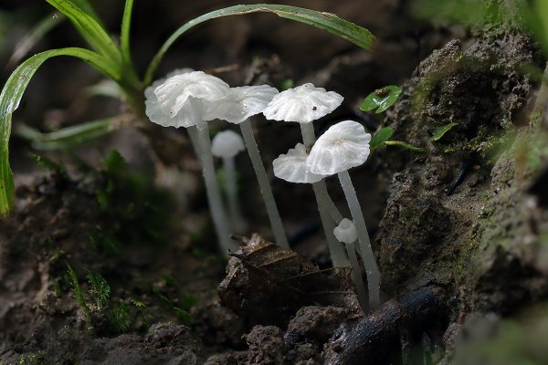 IMG_4737 Хрустальные грибочки Деликатула маленькая (Delicatula integrella)