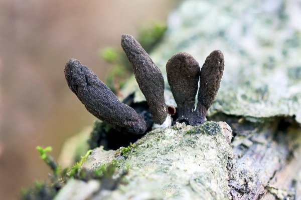 IMG_5333 Xylaria polymorpha