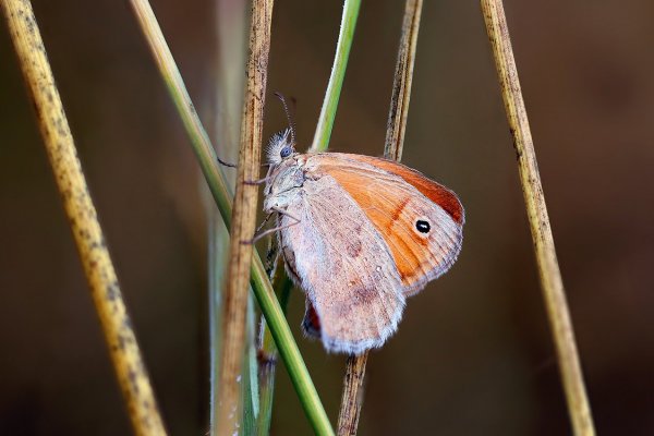IMG_7040 Сенница обыкновенная